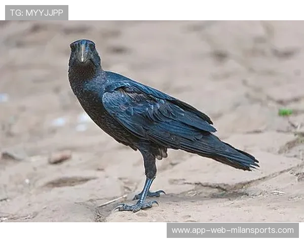 乌鸦主力回归,整体实力提升显著,乌鸦主e 乌鸦主力回归,整体实力提升显著,乌鸦主e