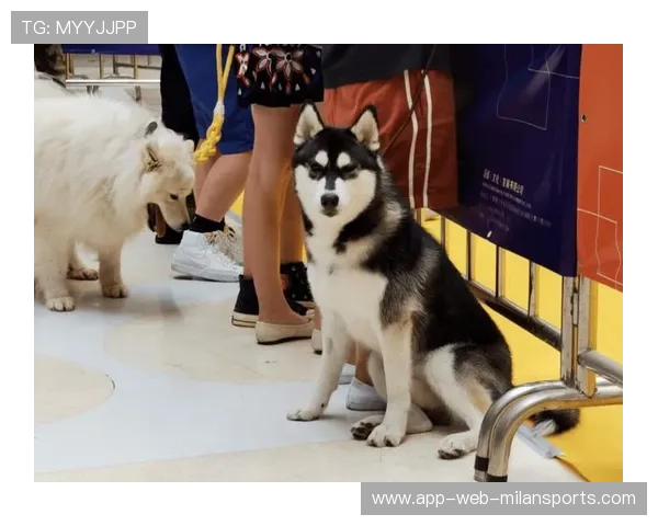 联赛推出青少年宠物运动会 提升亲子互动体验，宠物运动会项目有哪些